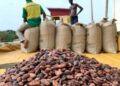 COCOBOD Increases Cocoa Producer Price to GH¢2,650 Per 64kg Bag for 2026/27 Season