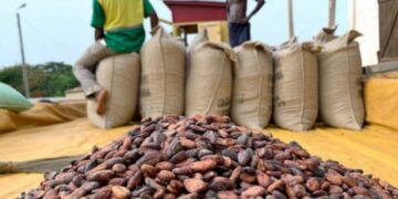 COCOBOD Increases Cocoa Producer Price to GH¢2,650 Per 64kg Bag for 2026/27 Season